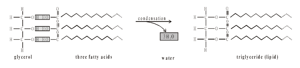 Constituents Of Lipids